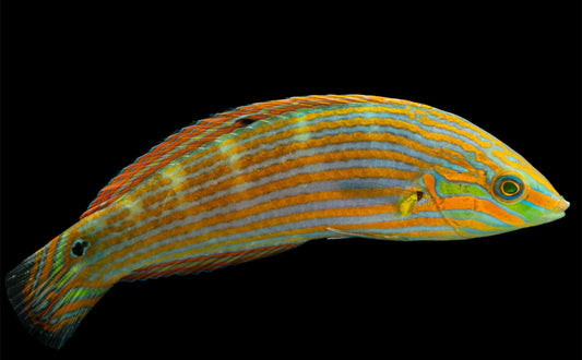 Melanurus Wrasse