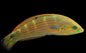 Melanurus Wrasse