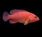 Miniatus Grouper