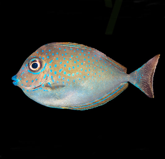 Naso Vlamingii Tang