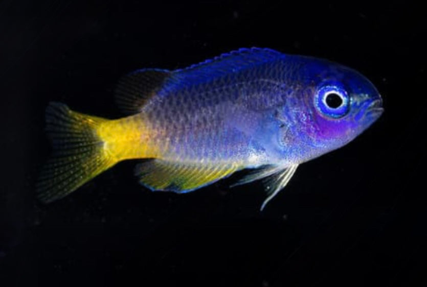 Neon Damsel