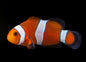 Ocellaris (AC) Clown
