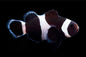Ocellaris Black (AC) Clown
