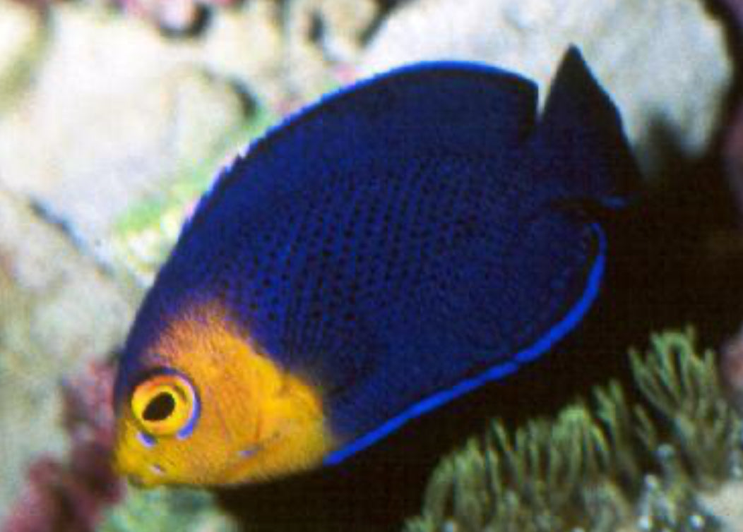 Pacific Pygmy Angel