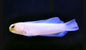 Pearly Jawfish