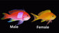 Pink Square - Female Lg Anthias