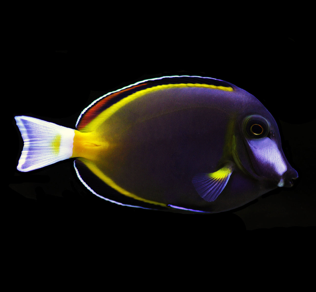 Powder Brown Tang