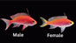 Red Randall Anthias