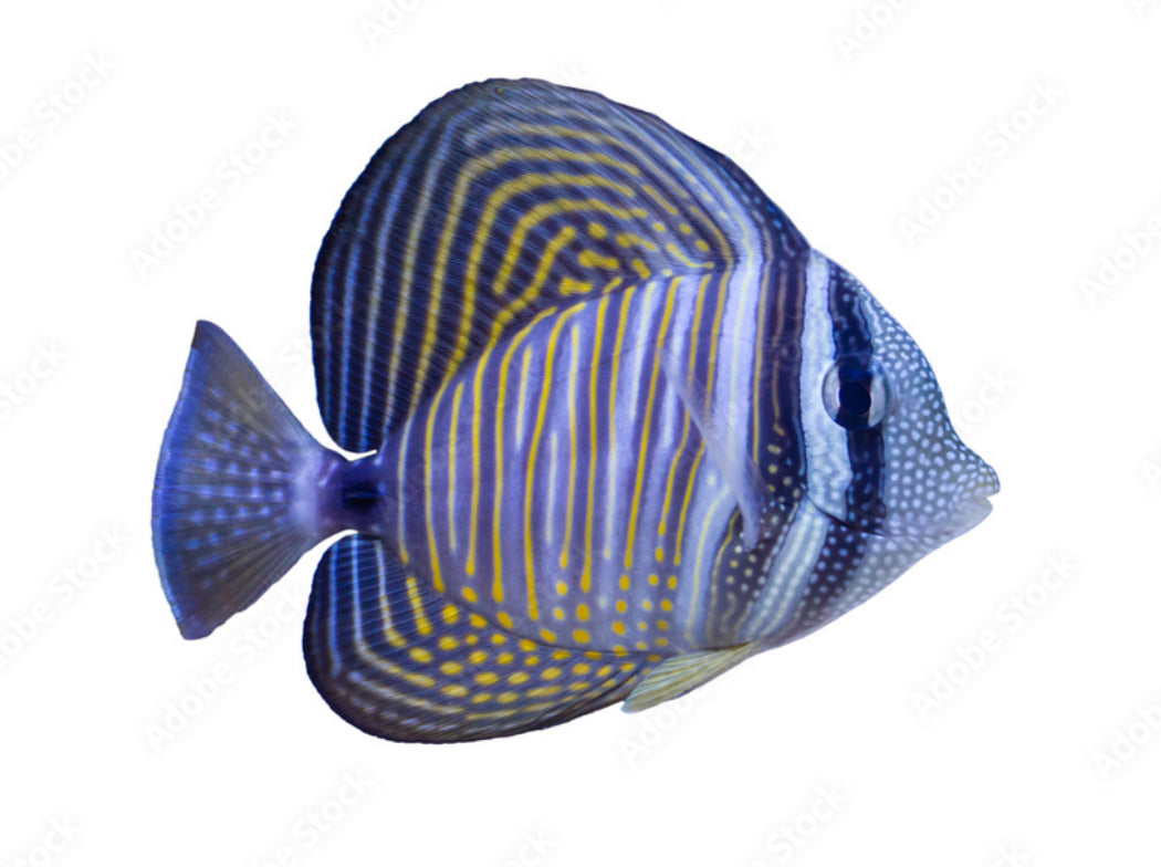 Sailfin Desjardinii Tang