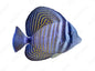 Sailfin Desjardinii Tang