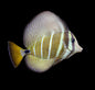 Sailfin Veliferum Tang