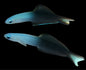 Scissortail Goby