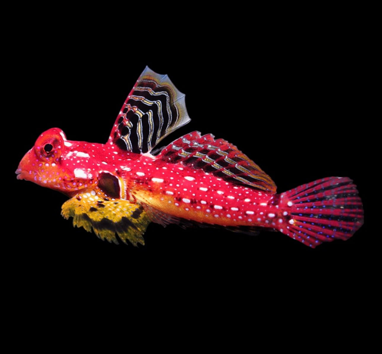 Scooter Moyers Red Dragonet