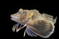 Sea Robin Md