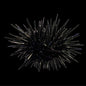 Short Spine Urchin