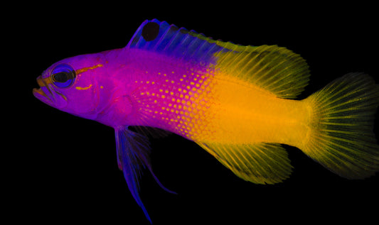 Royal Gramma Basslet