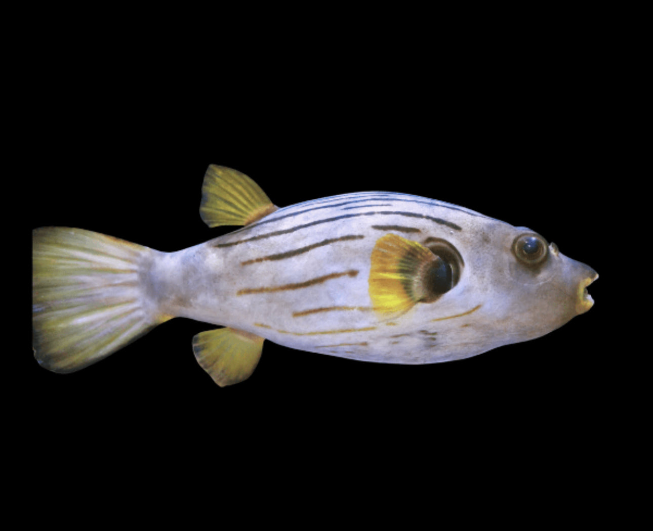 Manilensis Striped Sm Puffer