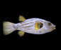 Manilensis Striped Sm Puffer