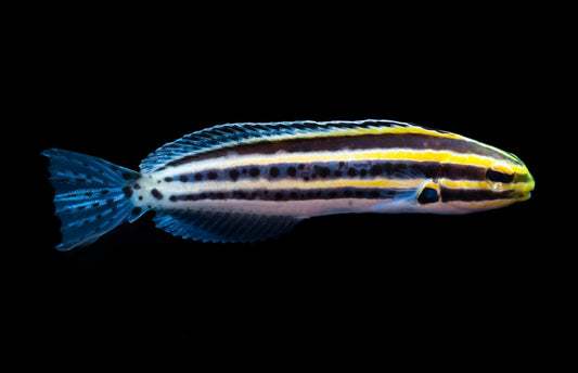 Grammistes Blenny