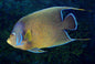 Semicirculatus - Juv Lg Angel