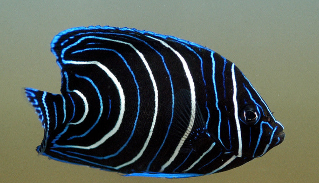 Semicirculatus - Juv Sm Angel