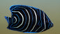 Semicirculatus - Juv Sm Angel