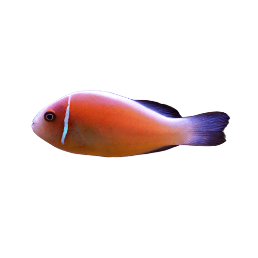 Skunk Pink Clown