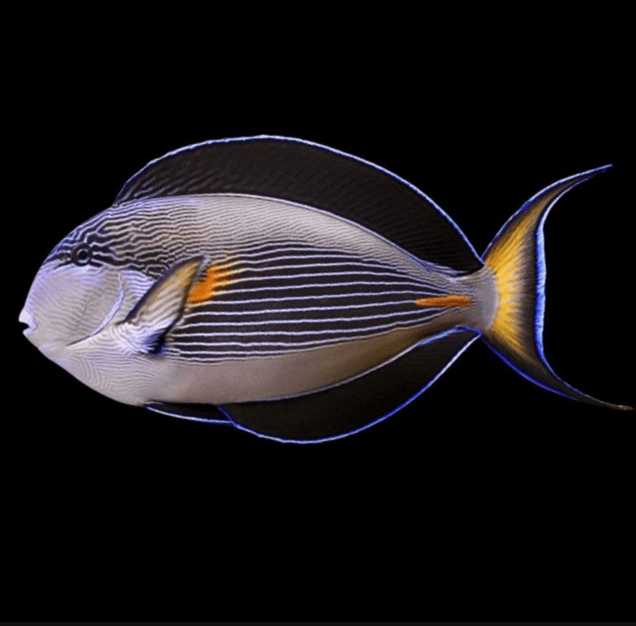 Sohal (RS) Tang
