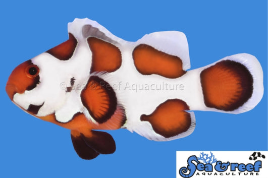 Storm Orange (AC) Clown