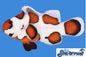 Storm Orange (AC) Clown