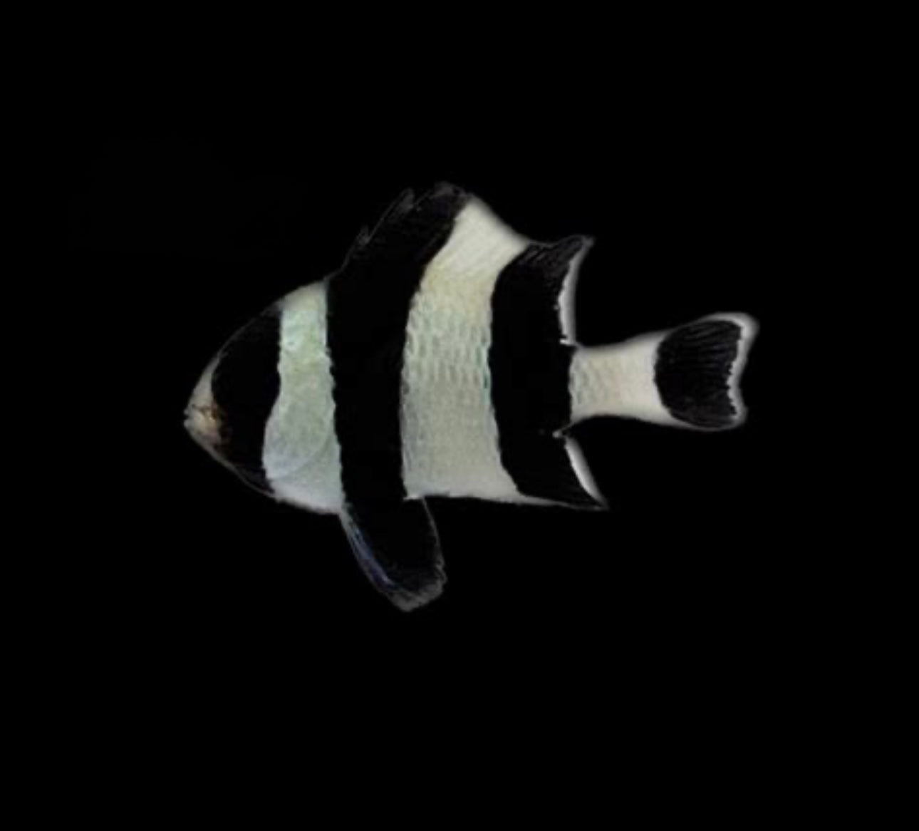 Striped Four Damsel