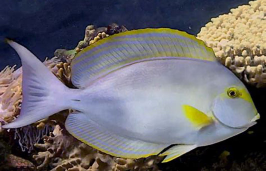 Surgeon Yellowfin Tang