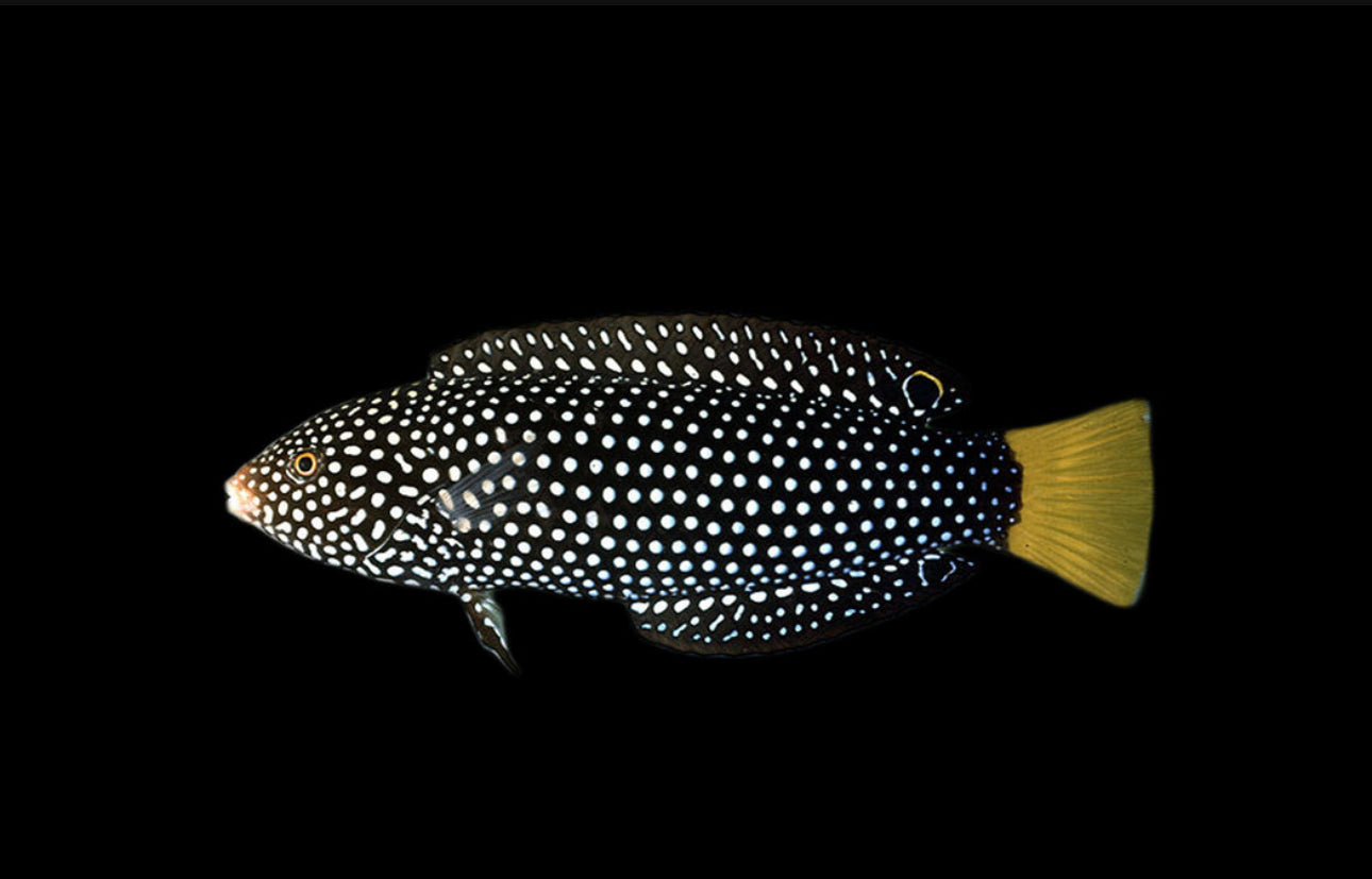 Tamarin Yellowtail Wrasse