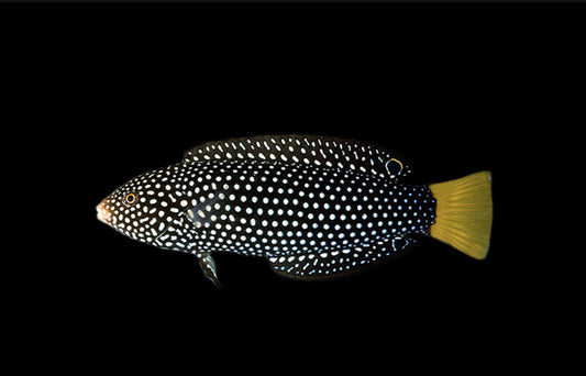 Tamarin Yellowtail Wrasse