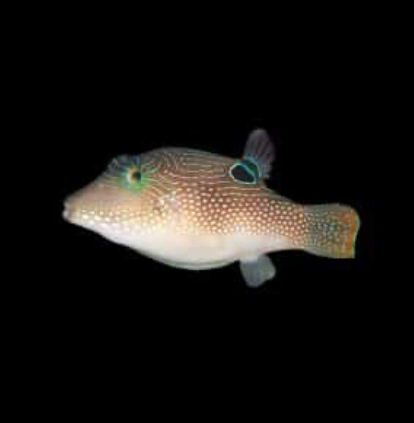 Toby Pearl Lg Puffer