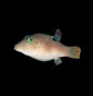 Toby Pearl Lg Puffer