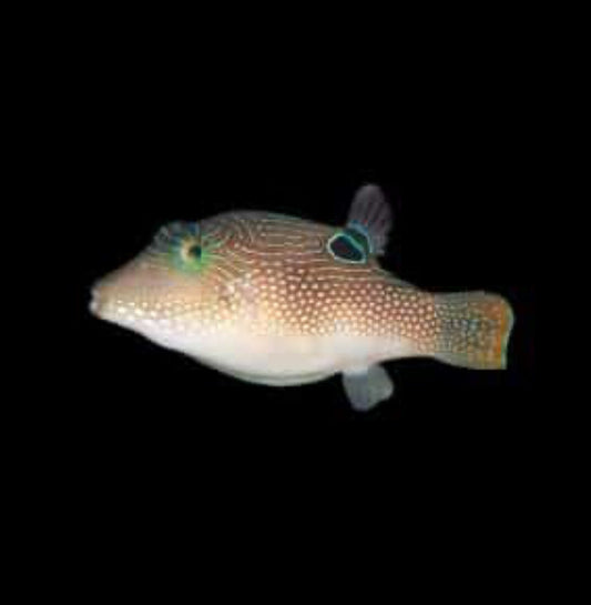 Toby Pearl Puffer