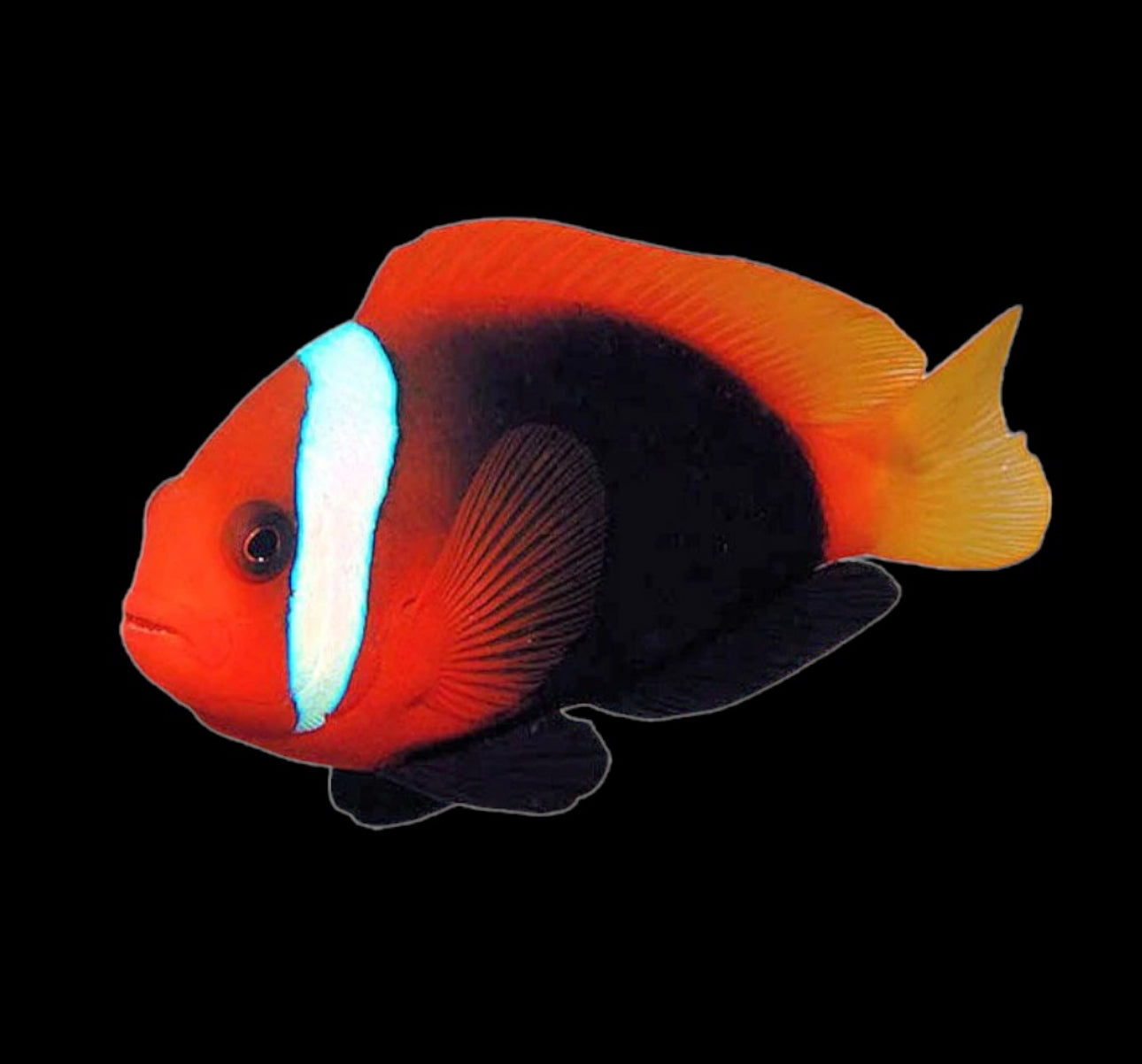 Tomato (AC) Clown