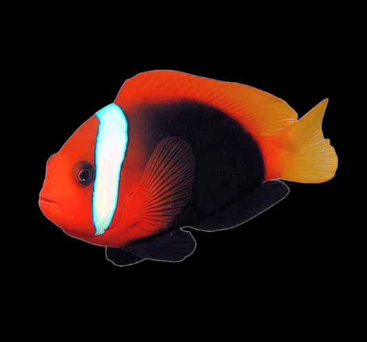 Tomato (AC) Clown