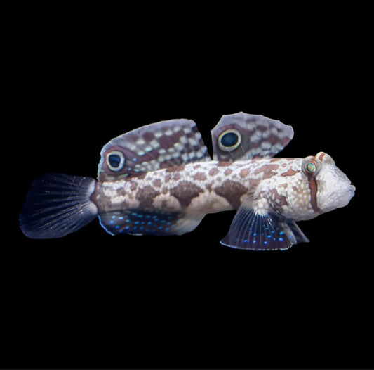 Two Spot Goby