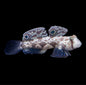 Two Spot Goby