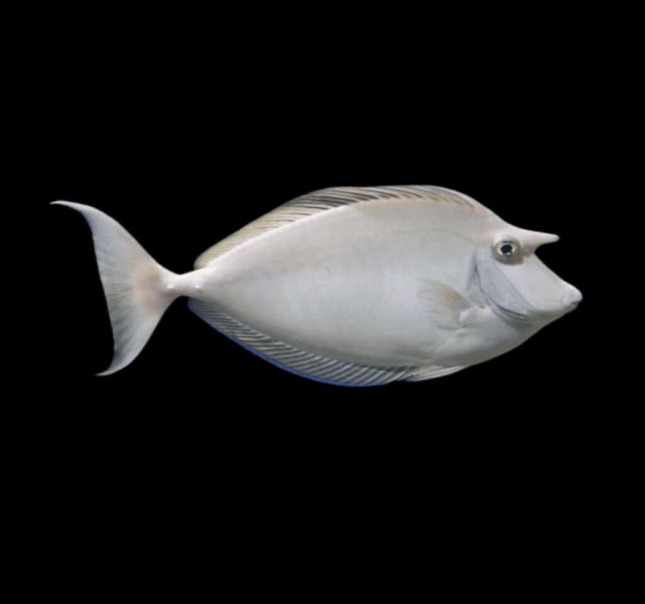 Unicorn Md Tang