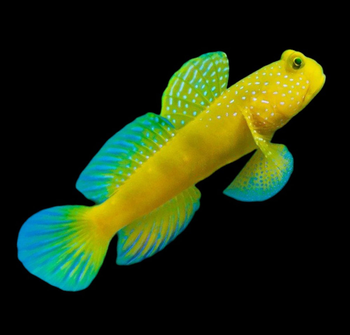 Watchman Yellow & Blue Goby