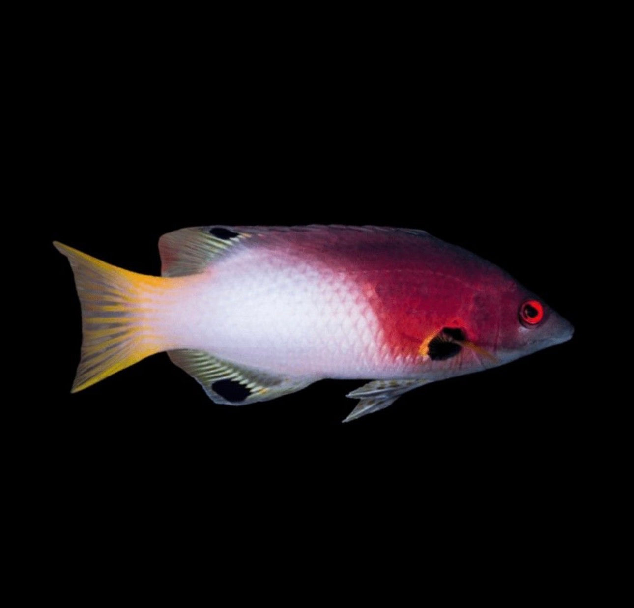 Axilspot Hog