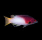Axilspot Hog