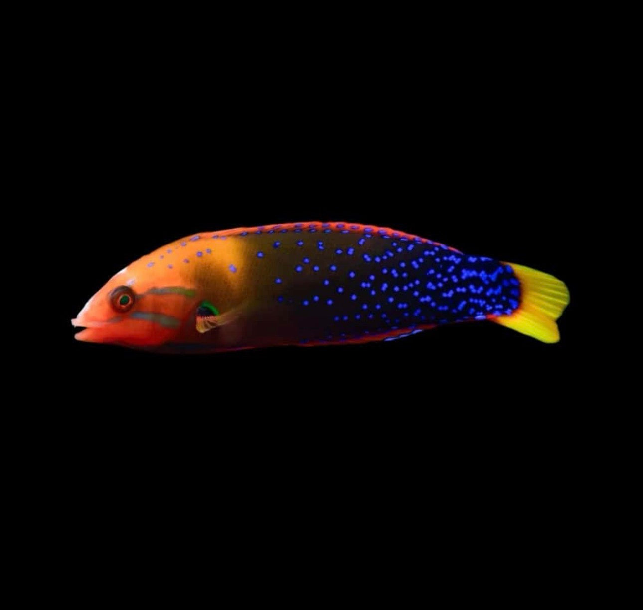 Coris Red Sm Wrasse