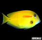 Shoulder Orange Sm Tang