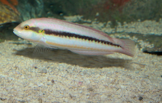 Slippery Dick Wrasse