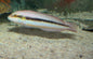 Slippery Dick Wrasse