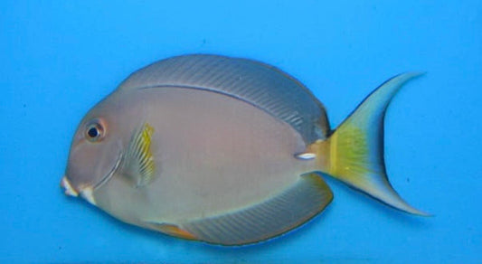 White Face Sm Tang